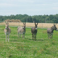 06.JPG