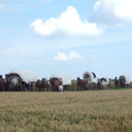 73.JPG