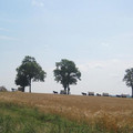 190.jpg