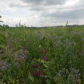 20160709_111308.jpg