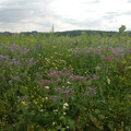 20160709_111312.jpg